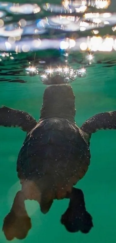 Turtle swimming in tranquil teal waters with sparkling light above.