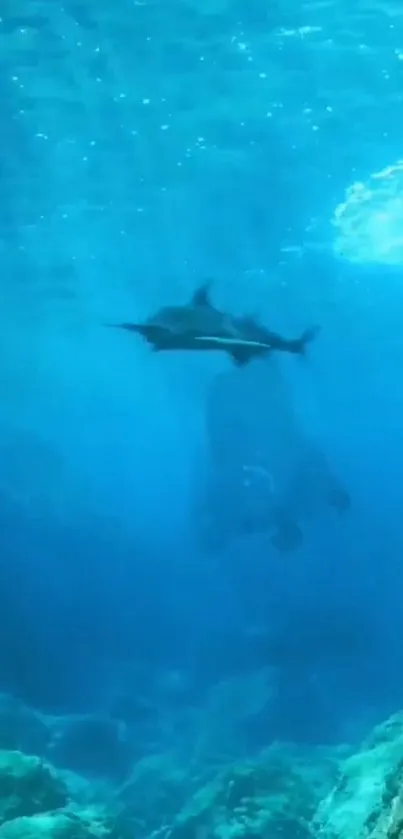 Dolphin swimming gracefully in a vibrant blue underwater scene.