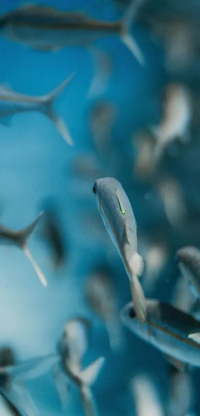 Vibrant fish swimming in a blue underwater scene, showcasing serene ocean beauty.