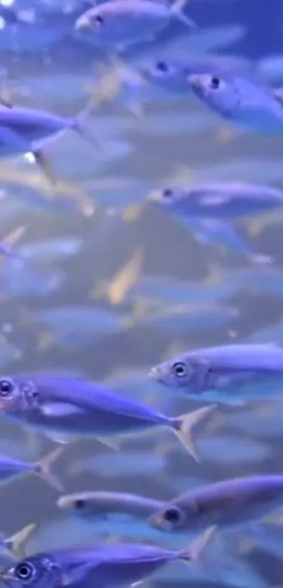 Underwater scene with vibrant blue fish swimming in a tranquil ocean setting.