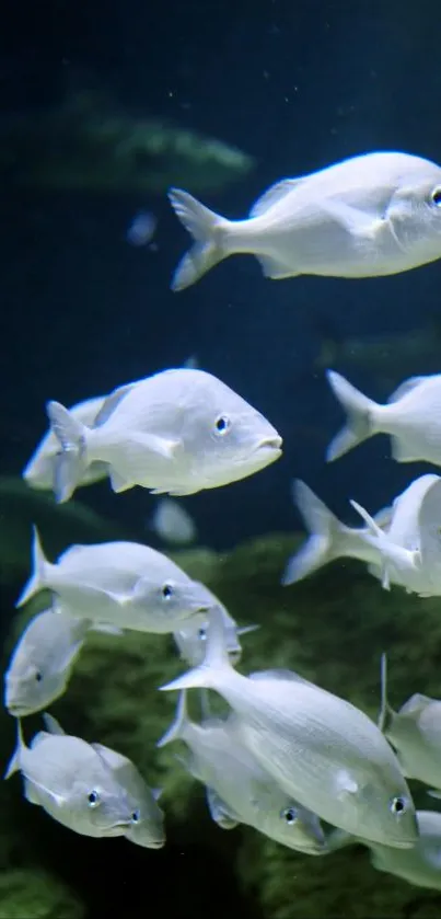 Underwater scene with a school of fish swimming peacefully.