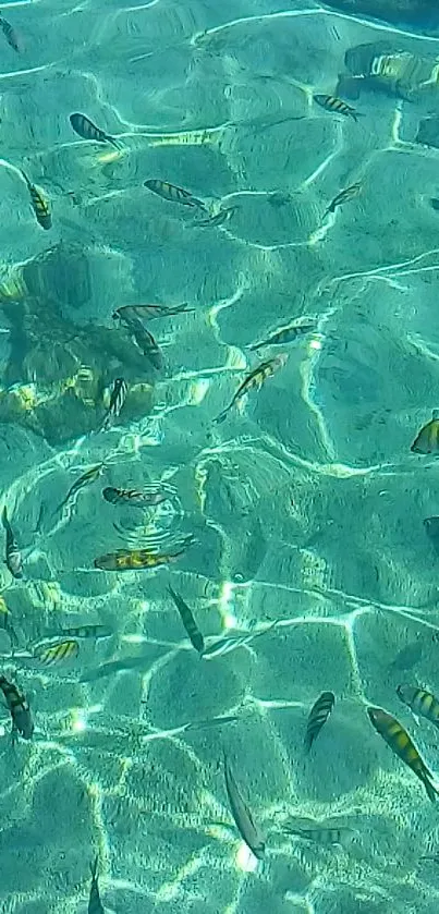 Tropical fish swimming in clear turquoise water wallpaper.