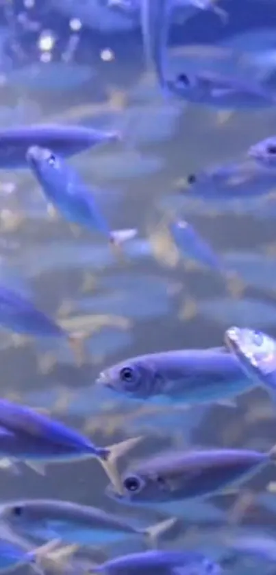 Underwater image of fish swimming in blue waters, creating a tranquil scene.