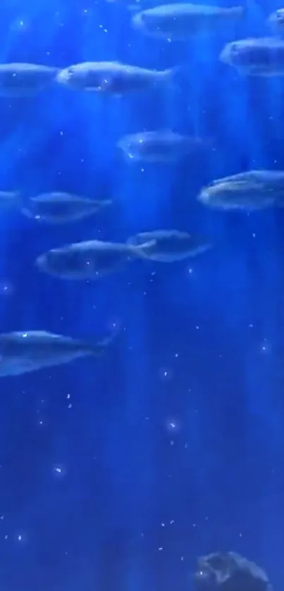 Underwater scene with fish swimming in deep blue ocean hues.