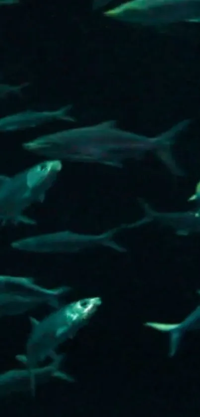 Serene underwater fish swimming in dark aqua waters.