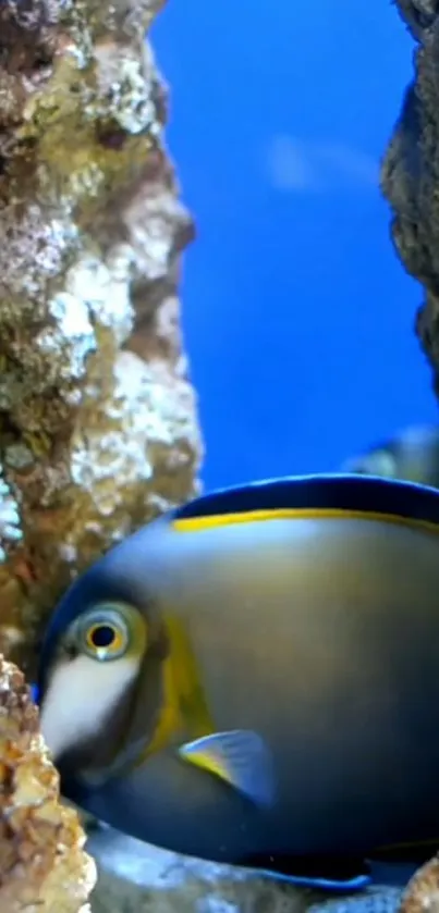 Blue-green fish swimming in a rocky underwater habitat.