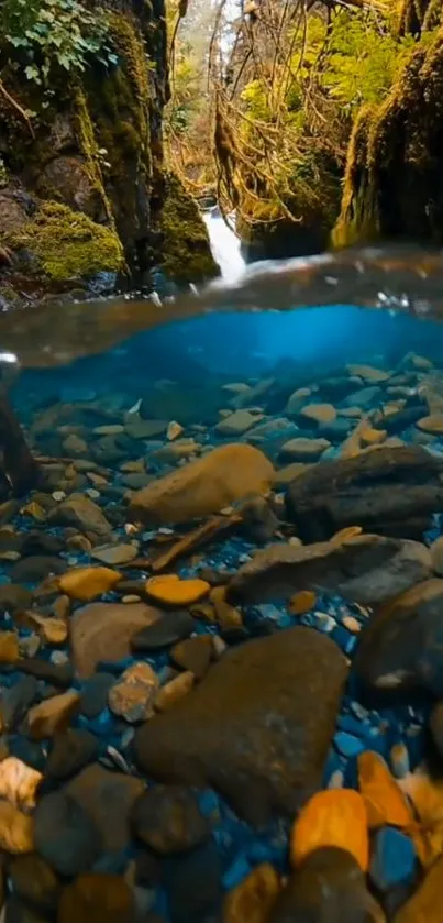 Underwater view of rocks and foliage in a serene, lush forest stream.