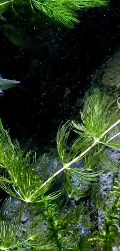 Underwater scene with green aquatic plants and a tranquil atmosphere.