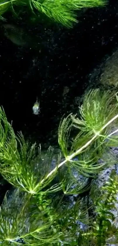 Lush green aquatic plants underwater in a serene scene.