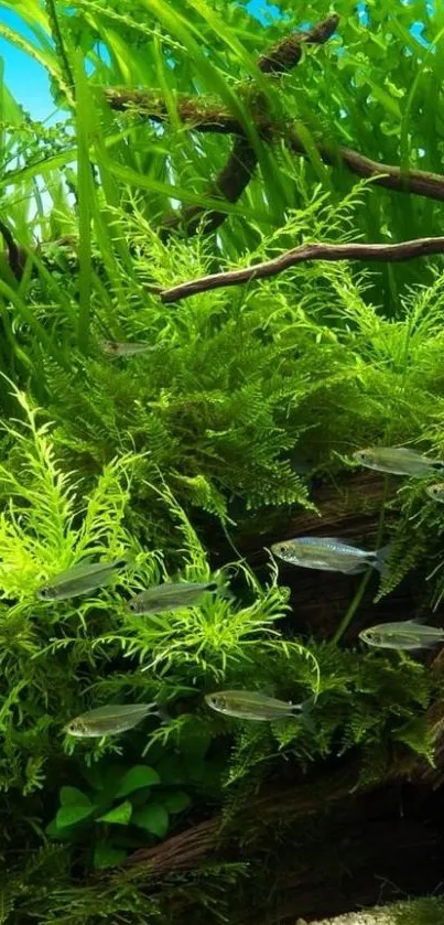 Lush green aquatic plants with fish swimming