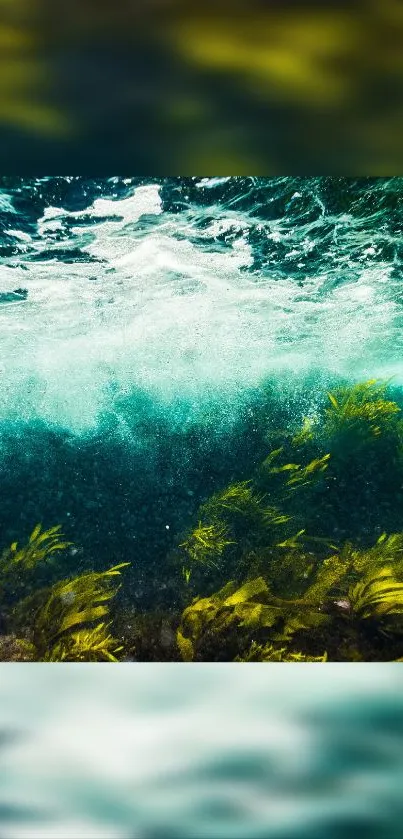 Underwater ocean scene with vibrant marine plants and turquoise water.