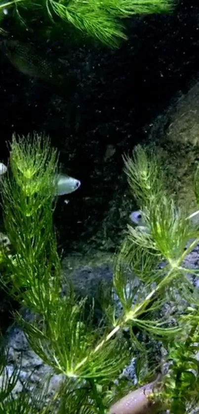 Underwater scene with green plants and swimming fish in a tranquil setting.