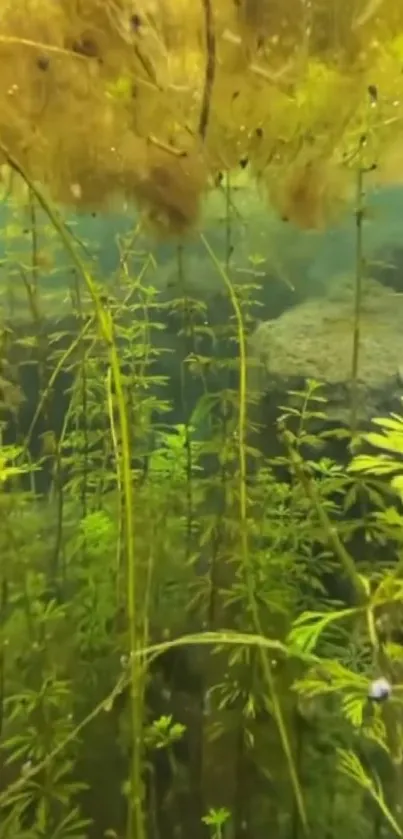 Serene underwater view with lush plants.