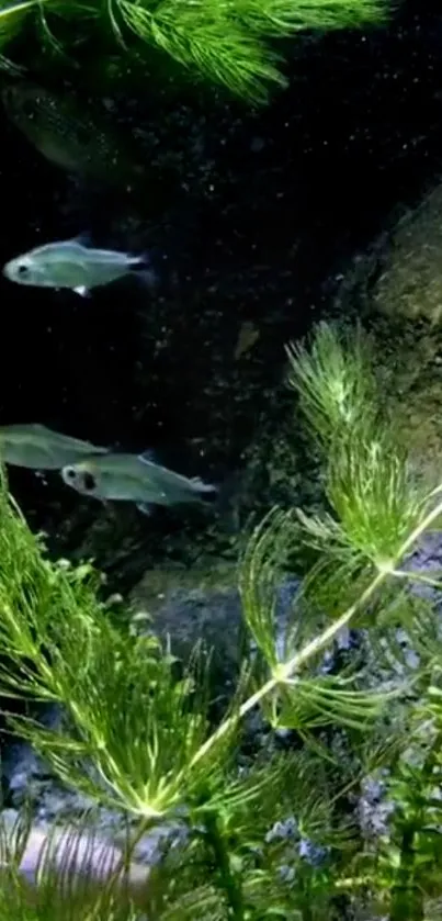 Underwater scene with fish and green plants, offering a calming and serene view.