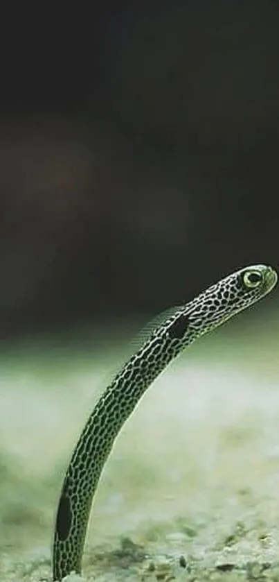 Underwater snake gracefully emerging in a serene aquatic setting.