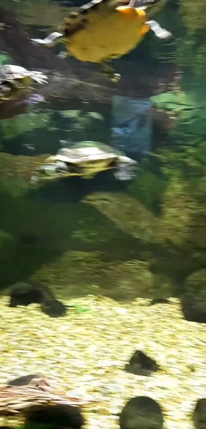 Underwater scene with turtles swimming in a lush green aquascape.