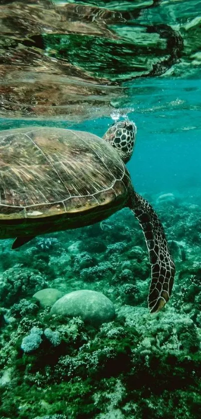 Underwater scene with a gliding turtle and vibrant marine life.