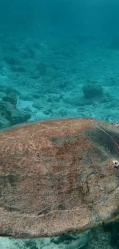 Underwater turtle swimming peacefully in an ocean setting.