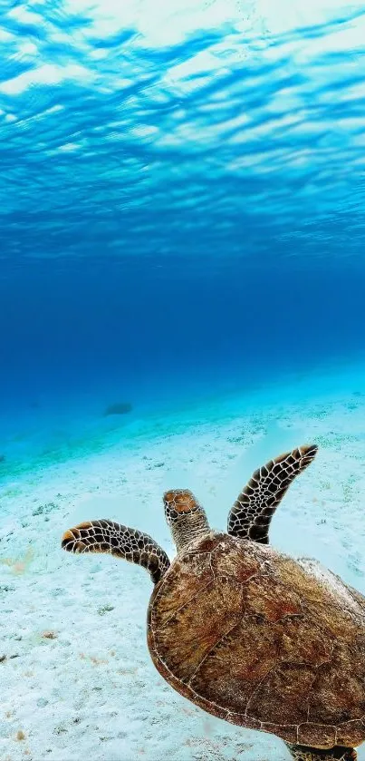 A sea turtle gliding over a serene ocean floor.