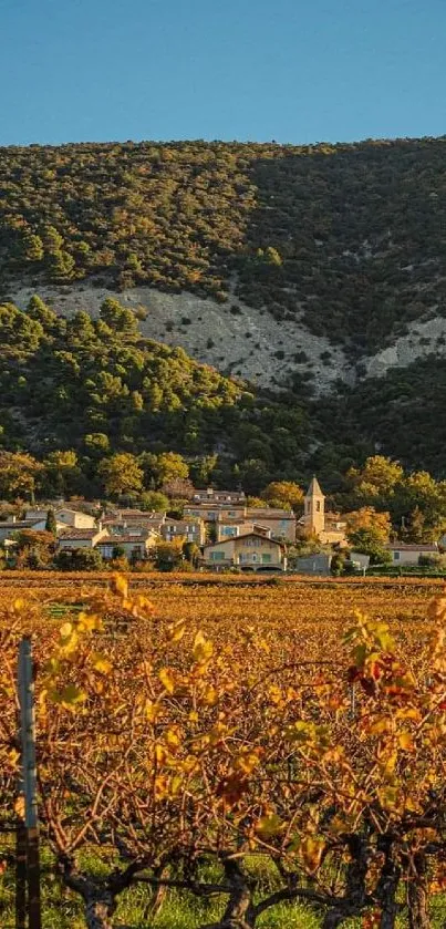 Vineyard with golden grapevines under a blue sky.