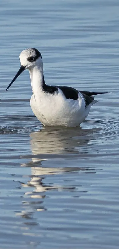Solitary bird in calm water reflecting serenity and nature's beauty.