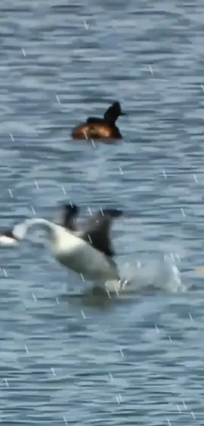 Birds in motion over a tranquil lake background wallpaper.