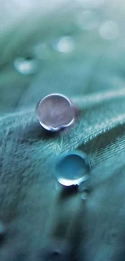 Close-up of water droplets on a teal feather.