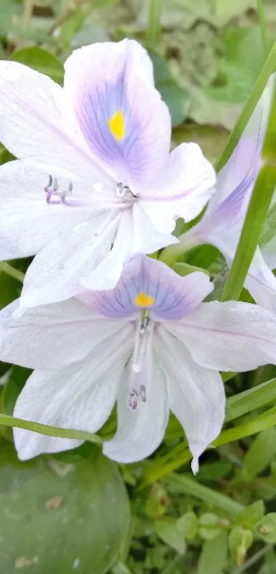 Water hyacinth flowers with greenery in a serene setting.