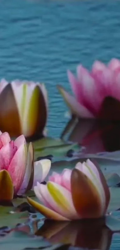 Pink water lilies reflecting on a calm blue pond.