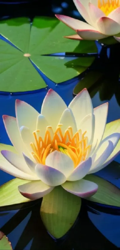 Beautiful water lily on a serene pond, surrounded by green leaves.