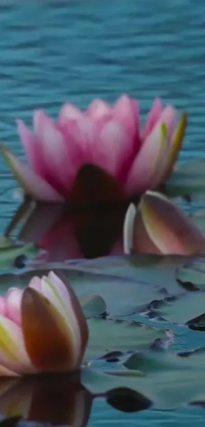 Pink water lilies floating on calm blue water.