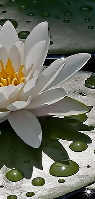 White water lily on dew-covered lily pads with a tranquil background.