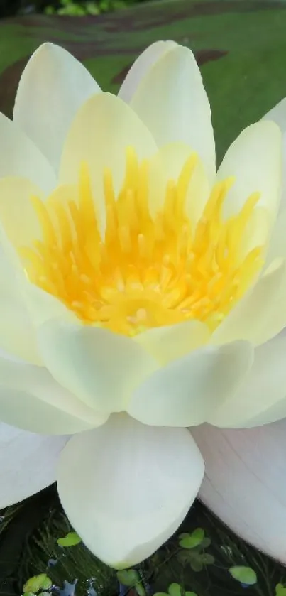 A serene white water lily in a tranquil pond setting with green leaves.