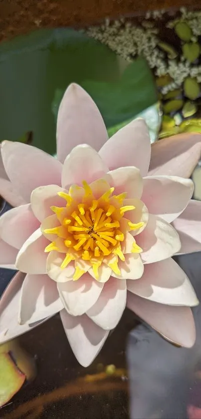 Serene water lily with soft pink petals and yellow center on a reflective pond.