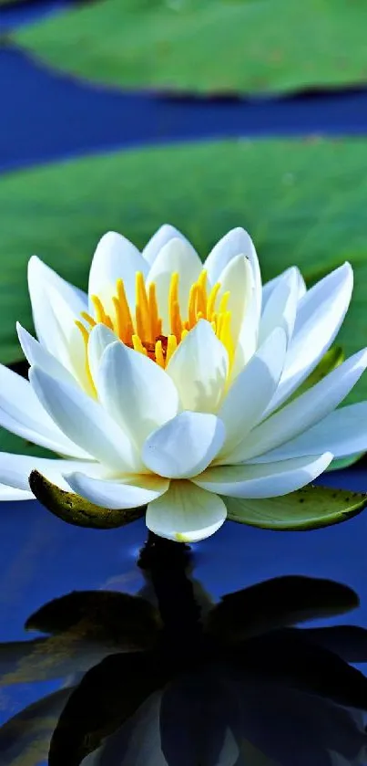 White water lily with green leaves on a blue pond.