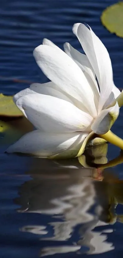 White lotus reflecting in calm water with lily pads.