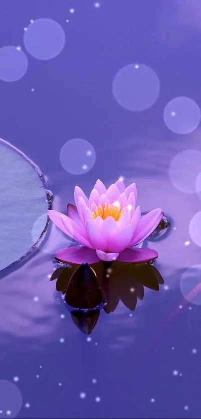 A beautiful water lily floating on a calm purple pond.