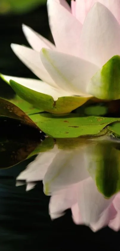 Serene water lily with a pink and white reflection on a calm pond.