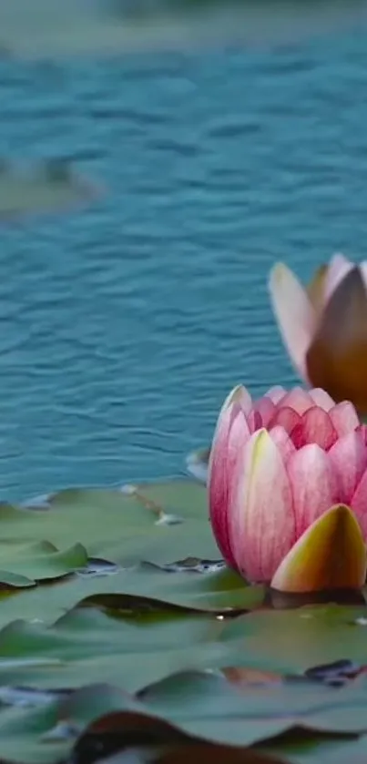 Serene water lily wallpaper featuring pink blossoms and blue water background.