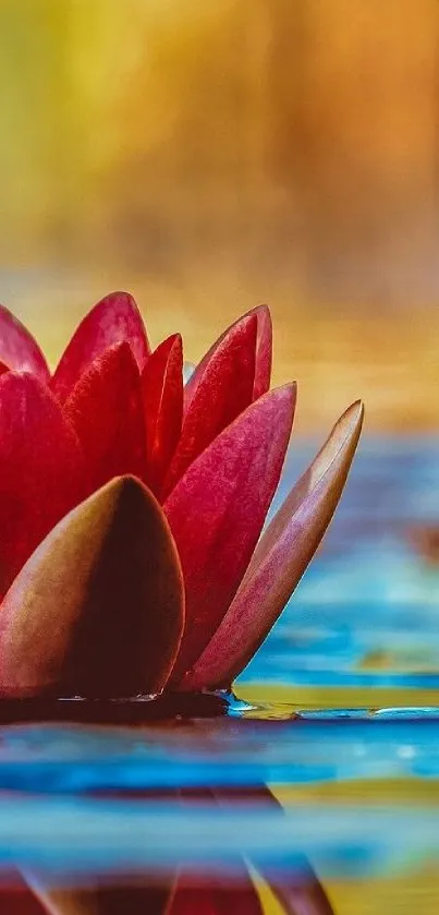 Vibrant red water lily on tranquil water background wallpaper.