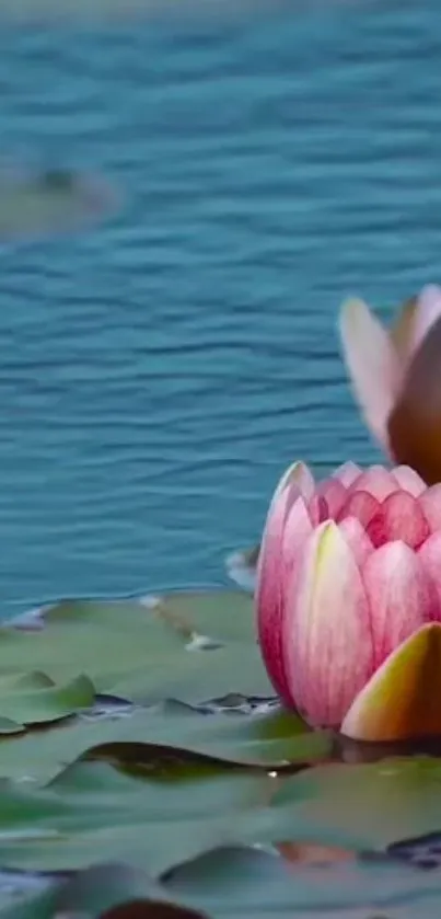 Serene water lily on blue pond with green lily pads.