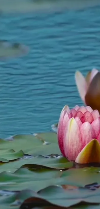 Serene water lily under clear teal water