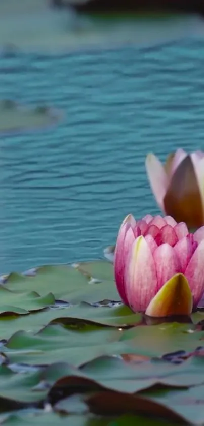 Close-up of a pink water lily floating on calm blue water.