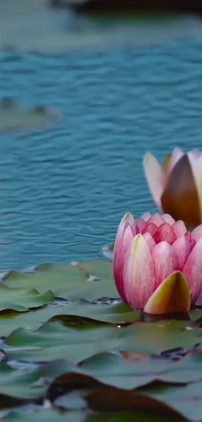 Tranquil water lily floats on serene blue water.