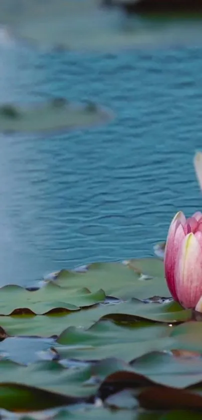 Peaceful water lily on calm blue water, perfect for a serene mobile wallpaper.