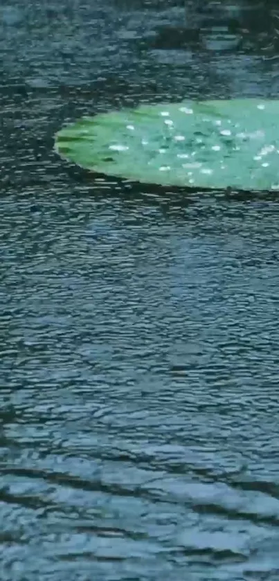 Calming lily pads and rippling water wallpaper.