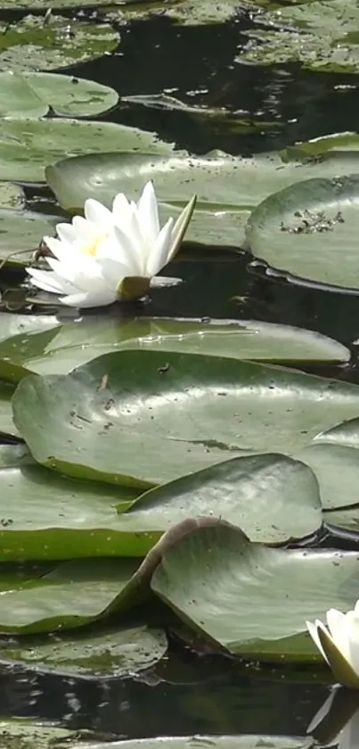 Serene water lily wallpaper with green lily pads and white flowers.