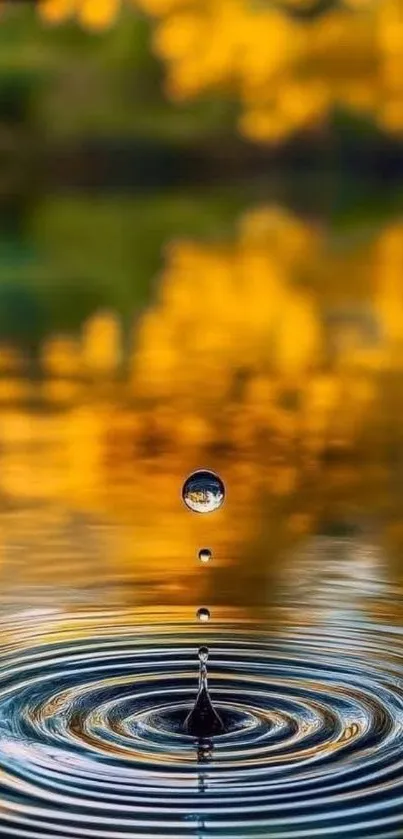 Water droplet creating ripples in a pond with a blurred autumn background.