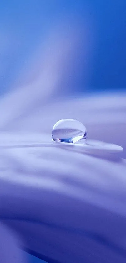 Close-up of a waterdrop on a purple petal, creating a serene and calming effect.