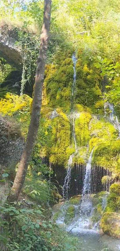 Serene waterfall in a lush, green forest setting.